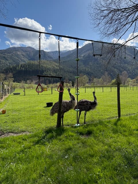 Stellplatz im Grünen mit Tiererlebnis