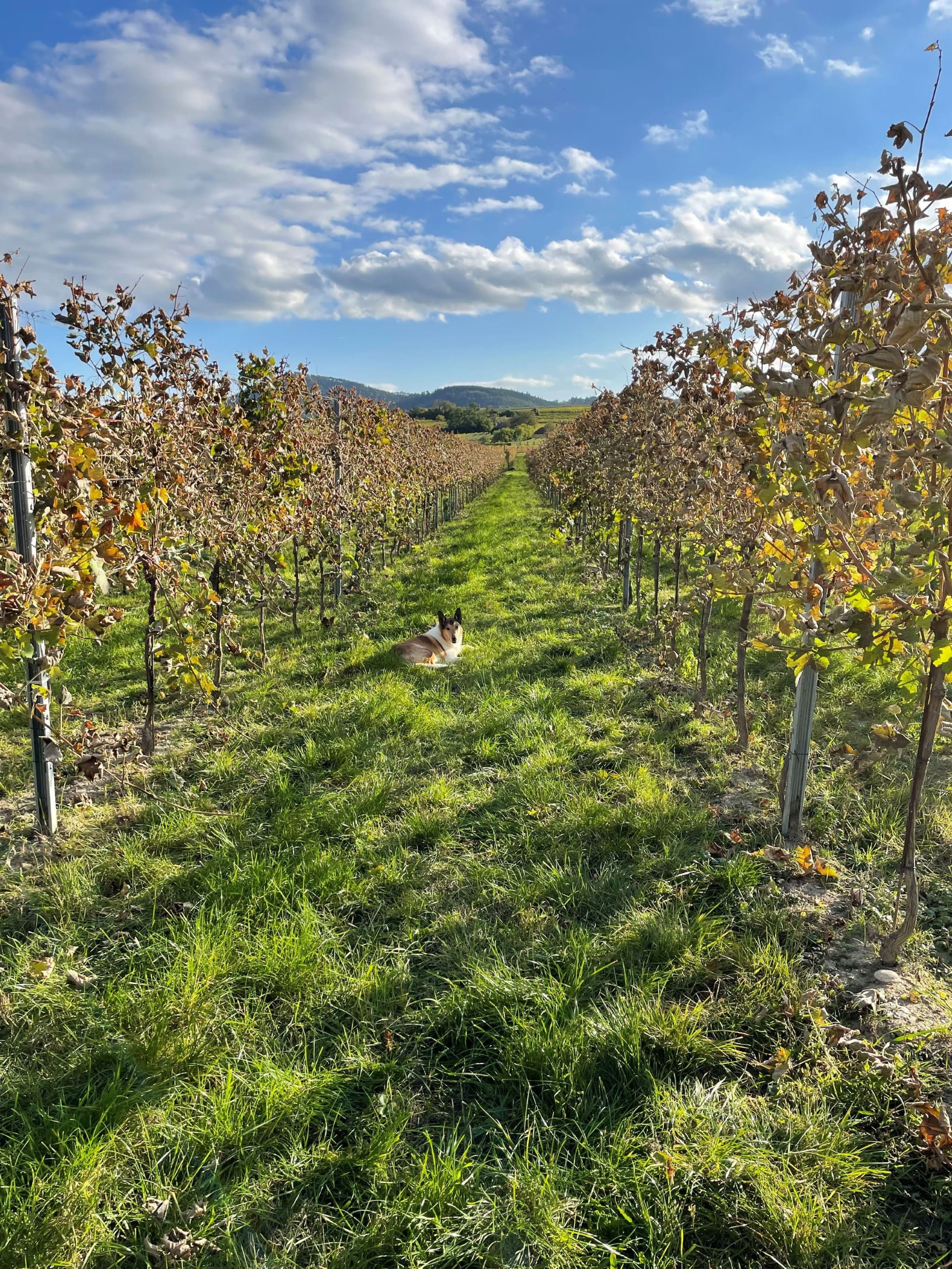 Stellplatz im Weinparadies - Idylle am Weingut